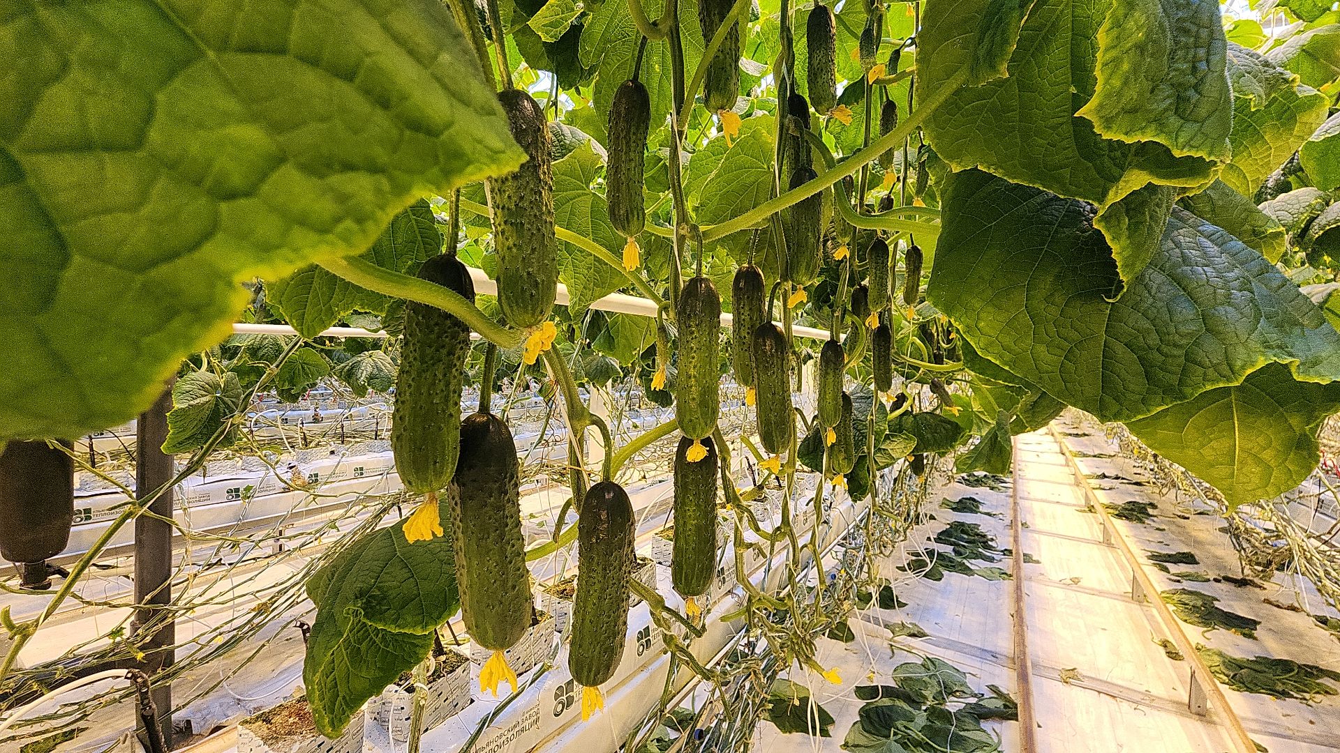 агрокластер, агрокомплекс, агроном, аграрии, агропромышленный холдинг, электросталь, электростальский колледж, мой город, студент, студенты, теплицы,