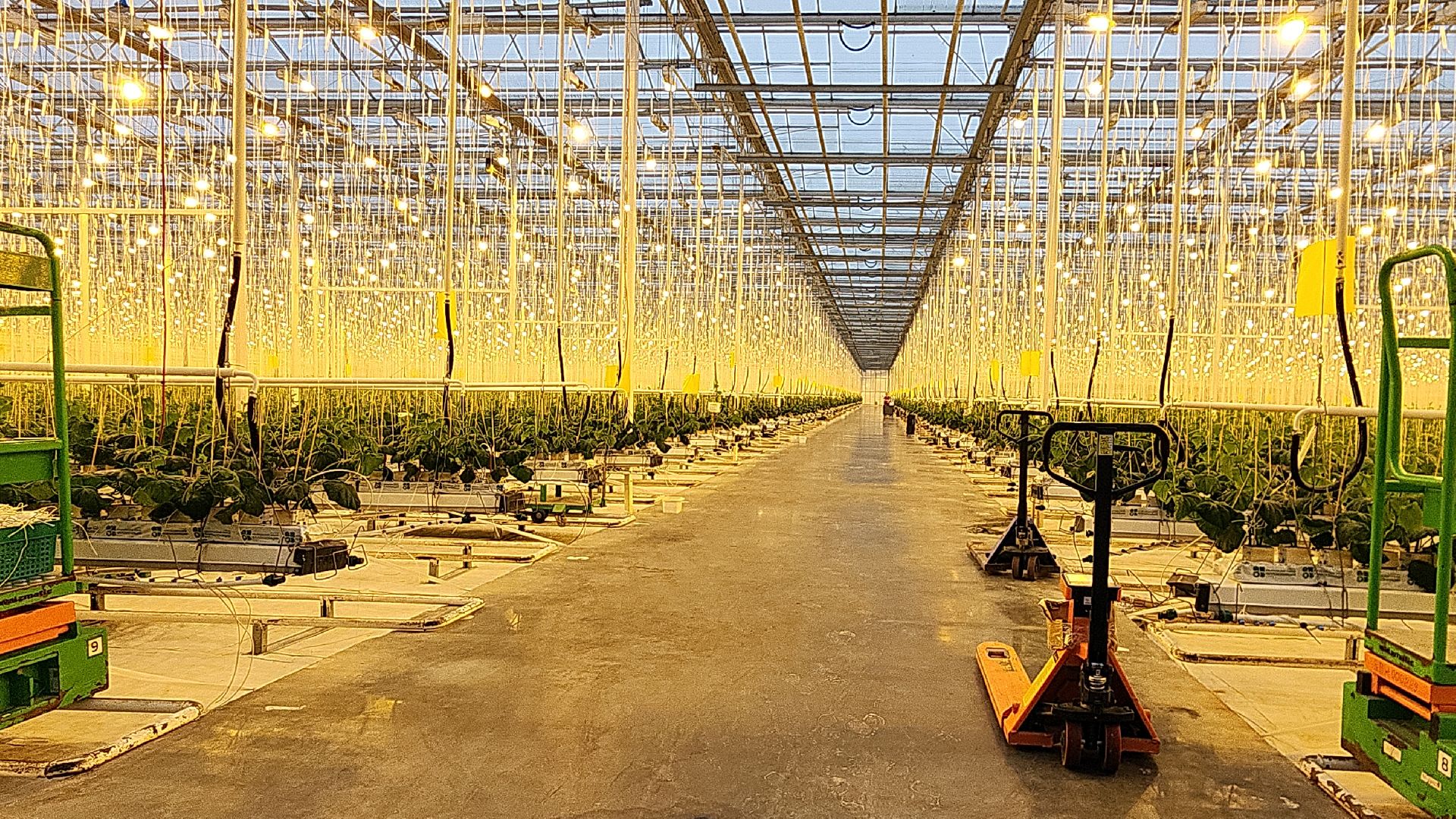 агрокластер, агрокомплекс, агроном, аграрии, агропромышленный холдинг, электросталь, электростальский колледж, мой город, студент, студенты, теплицы,