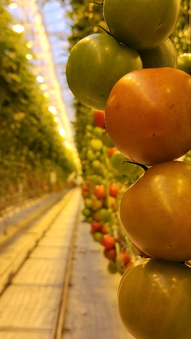 агрокластер, агрокомплекс, агроном, аграрии, агропромышленный холдинг, электросталь, электростальский колледж, мой город, студент, студенты, теплицы,