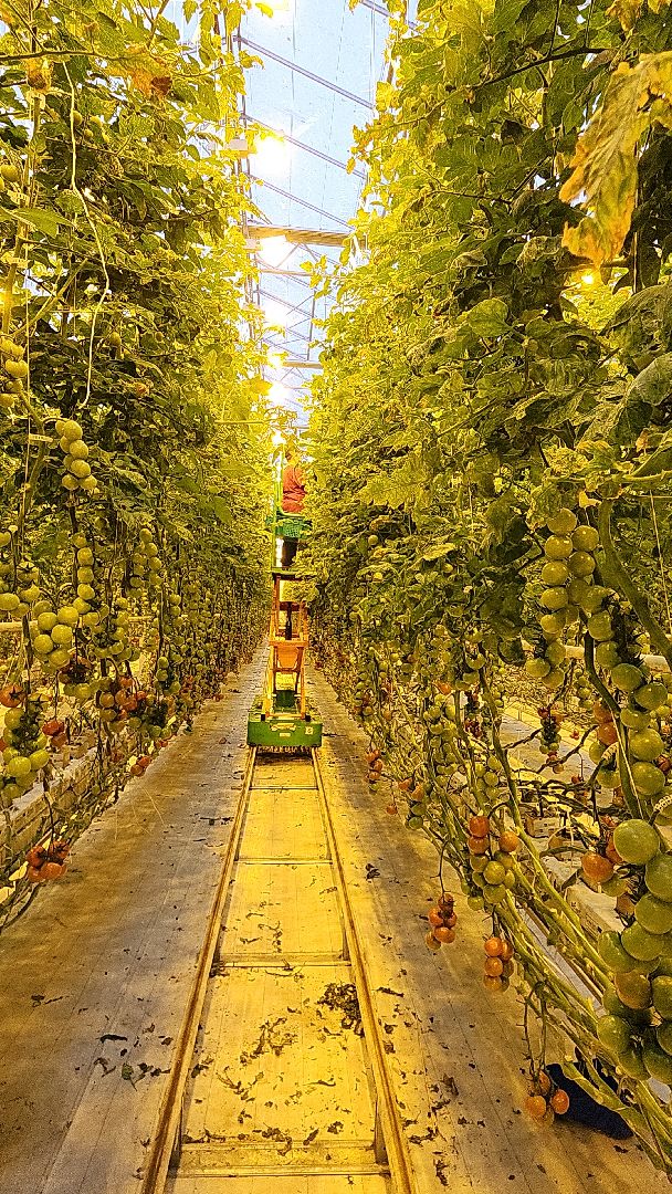 агрокластер, агрокомплекс, агроном, аграрии, агропромышленный холдинг, электросталь, электростальский колледж, мой город, студент, студенты, теплицы,