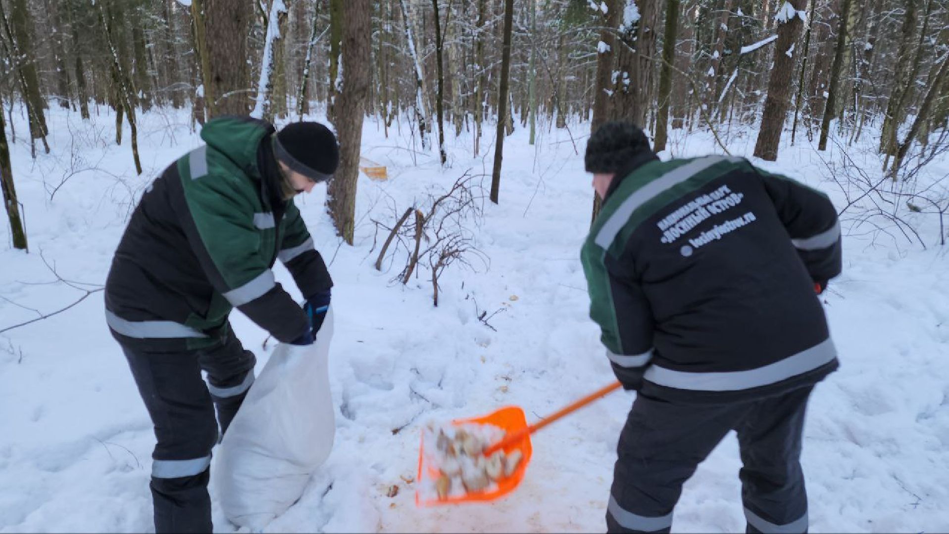 мытищи, Дружба, кабаны на дружбе, Лосиный остров, Национальный парк лосиный остров, дикие кабаны,