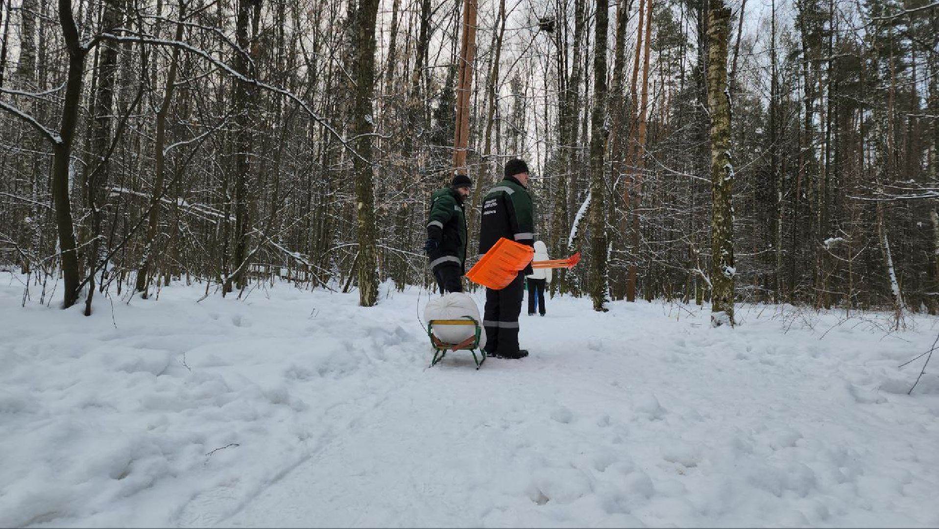 мытищи, Дружба, кабаны на дружбе, Лосиный остров, Национальный парк лосиный остров, дикие кабаны,