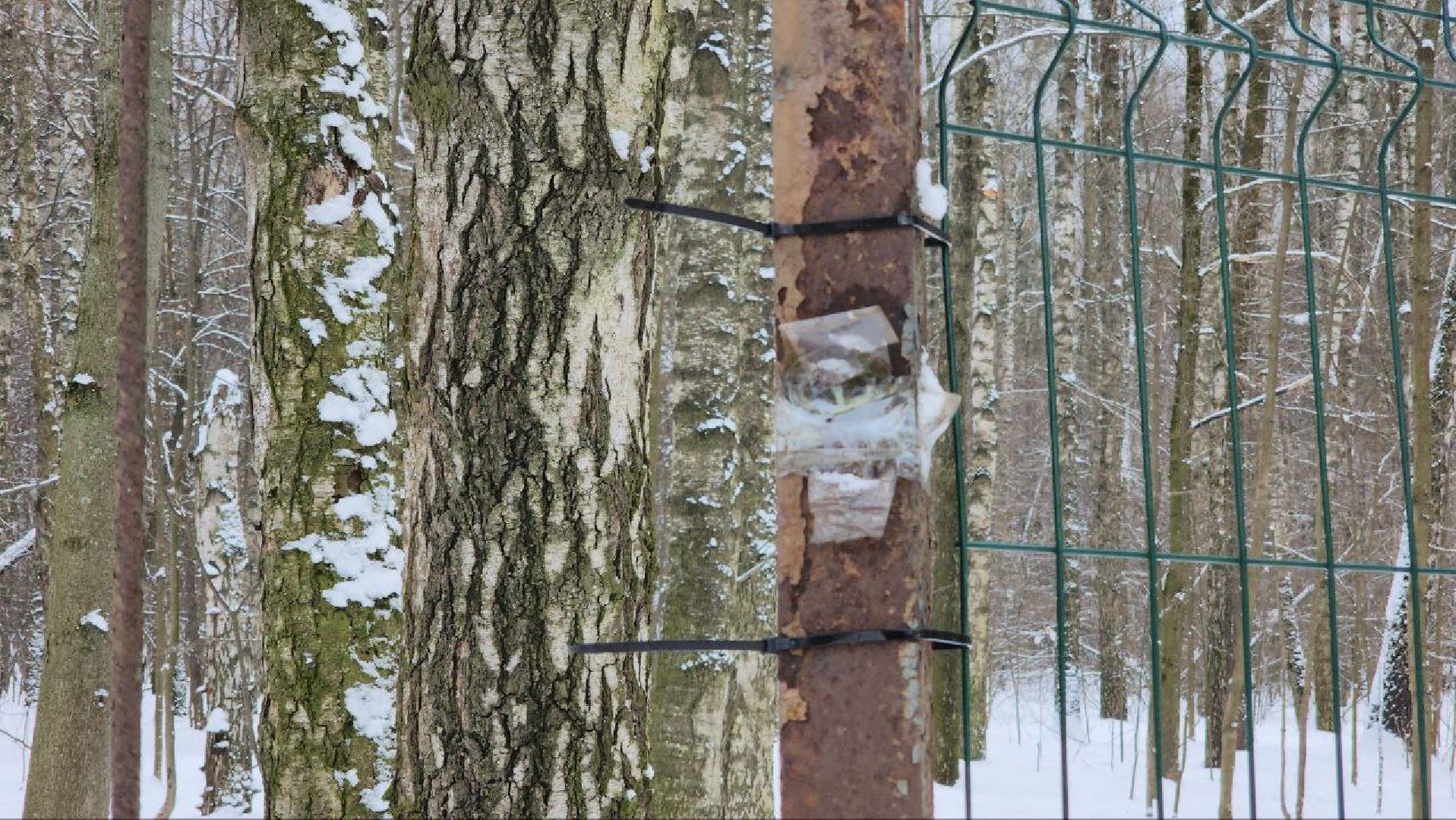 мытищи, Дружба, кабаны на дружбе, Лосиный остров, Национальный парк лосиный остров, дикие кабаны,