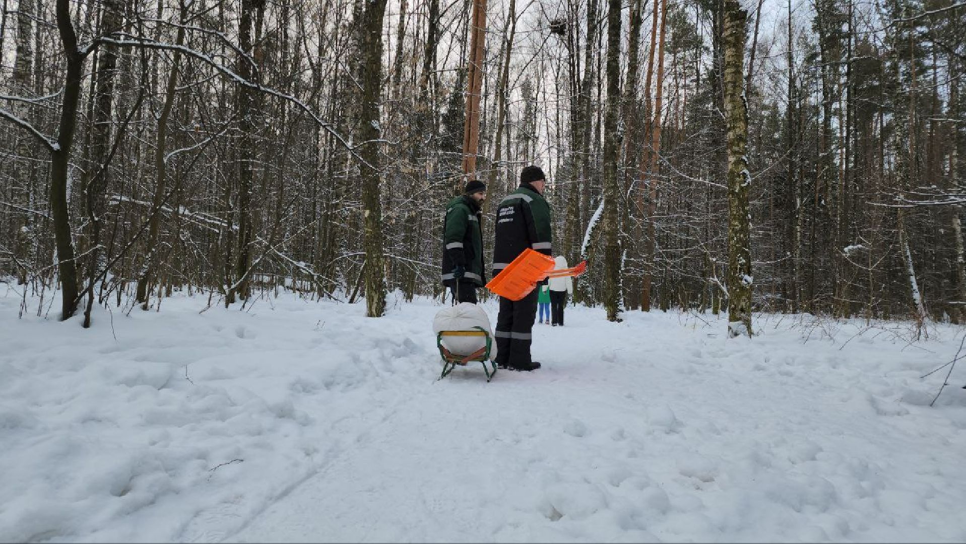 мытищи, Дружба, кабаны на дружбе, Лосиный остров, Национальный парк лосиный остров, дикие кабаны,