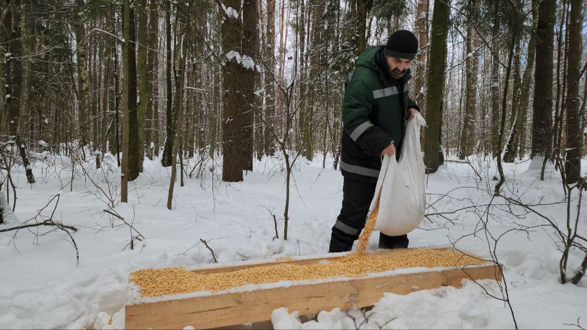 мытищи, Дружба, кабаны на дружбе, Лосиный остров, Национальный парк лосиный остров, дикие кабаны,