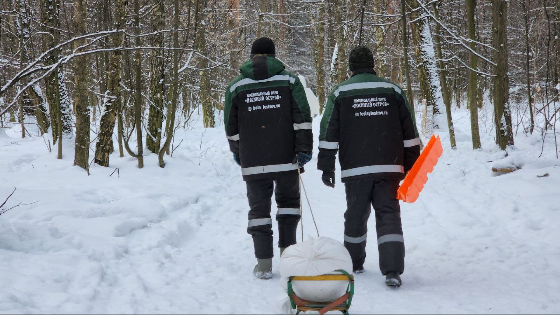 мытищи, Дружба, кабаны на дружбе, Лосиный остров, Национальный парк лосиный остров, дикие кабаны,