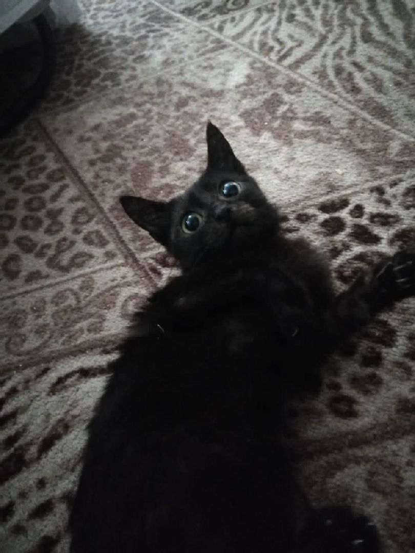 можайск, можайский городской округ, подмосковье, пожарные, спасение котов, спасатели,