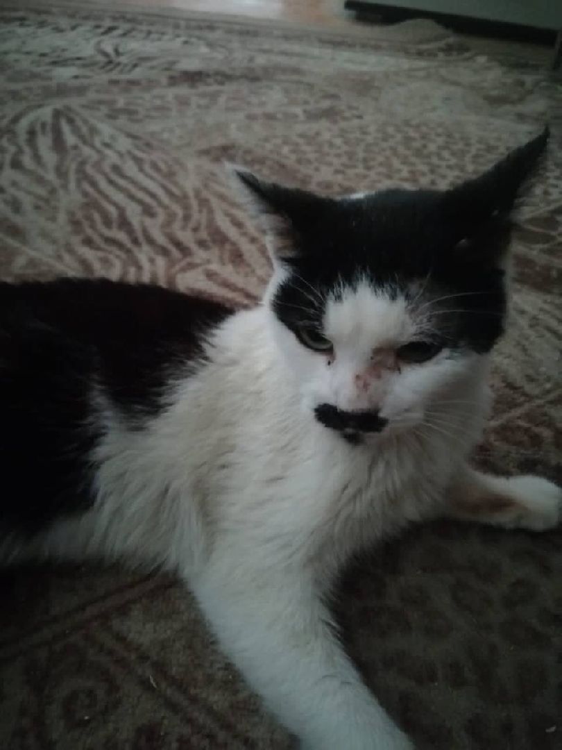 можайск, можайский городской округ, подмосковье, пожарные, спасение котов, спасатели,