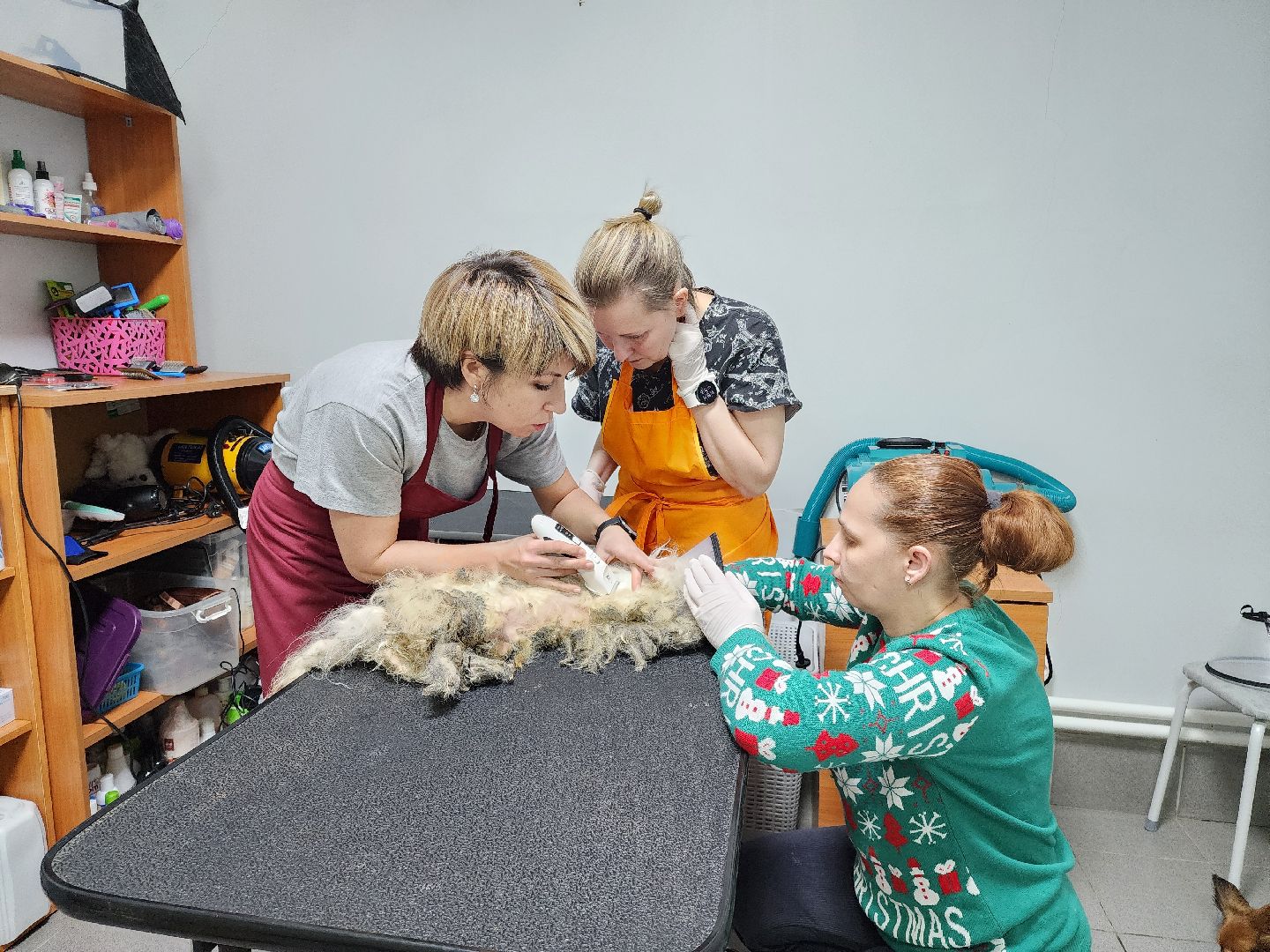 Подольск, собака, сахарок, зоозащитник,