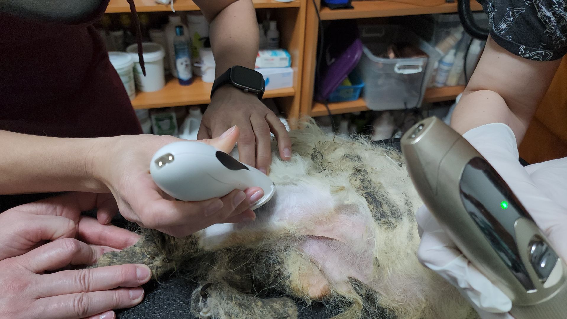 Подольск, собака, сахарок, зоозащитник,