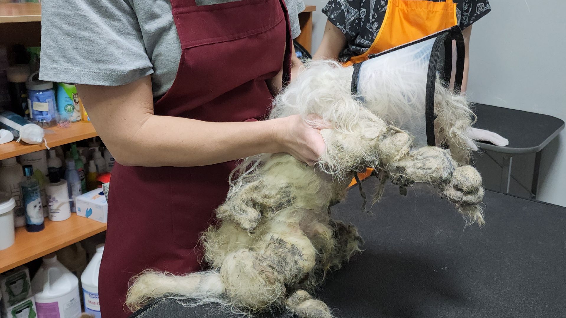 Подольск, собака, сахарок, зоозащитник,