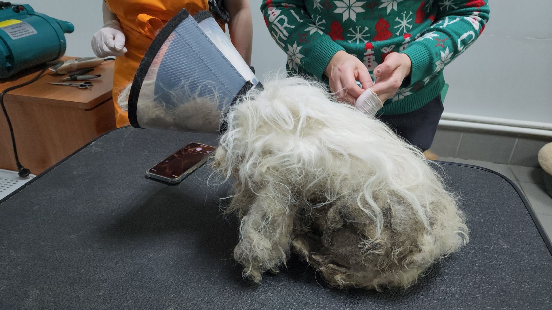 Подольск, собака, сахарок, зоозащитник,