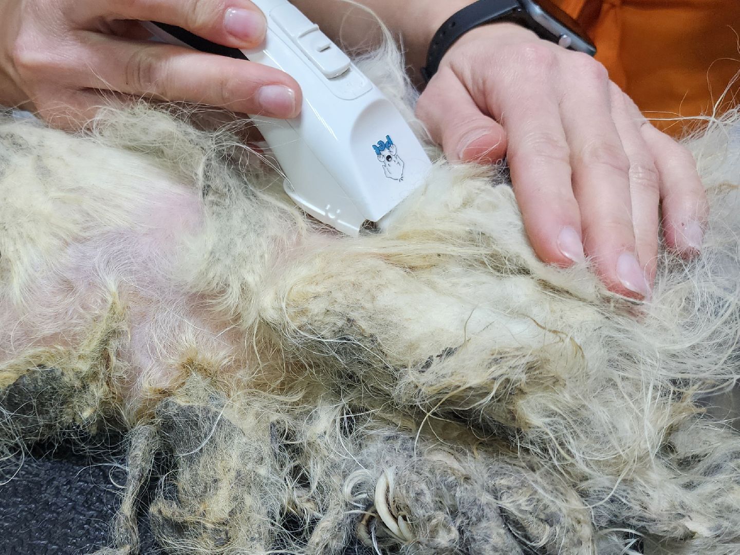 Подольск, собака, сахарок, зоозащитник,