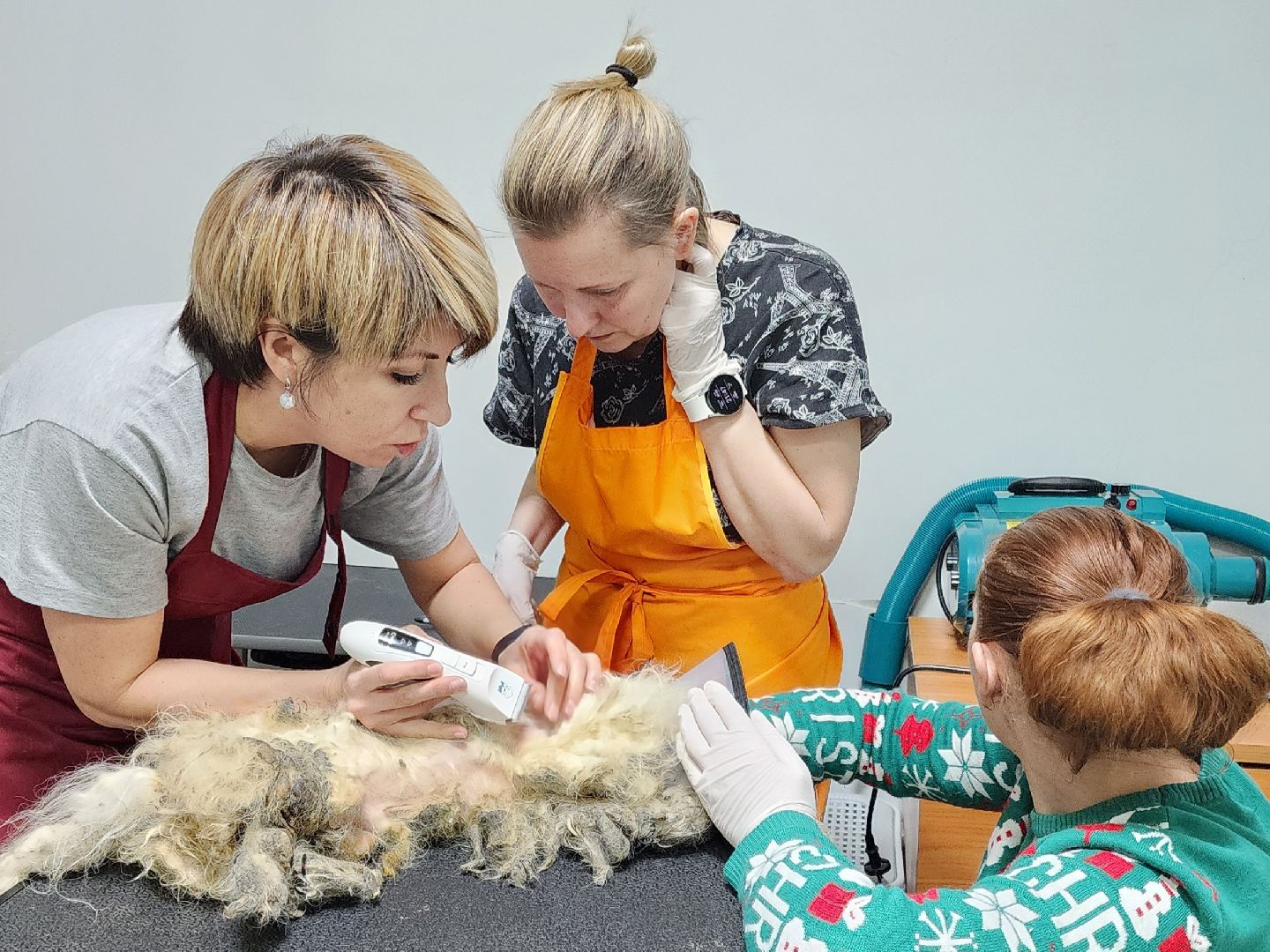 Подольск, собака, сахарок, зоозащитник,