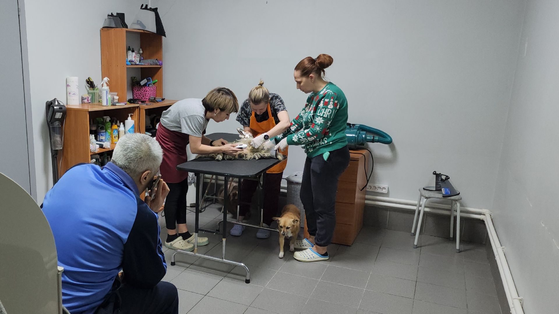 Подольск, собака, сахарок, зоозащитник,