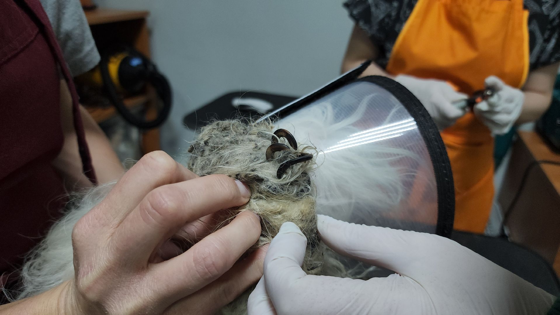 Подольск, собака, сахарок, зоозащитник,