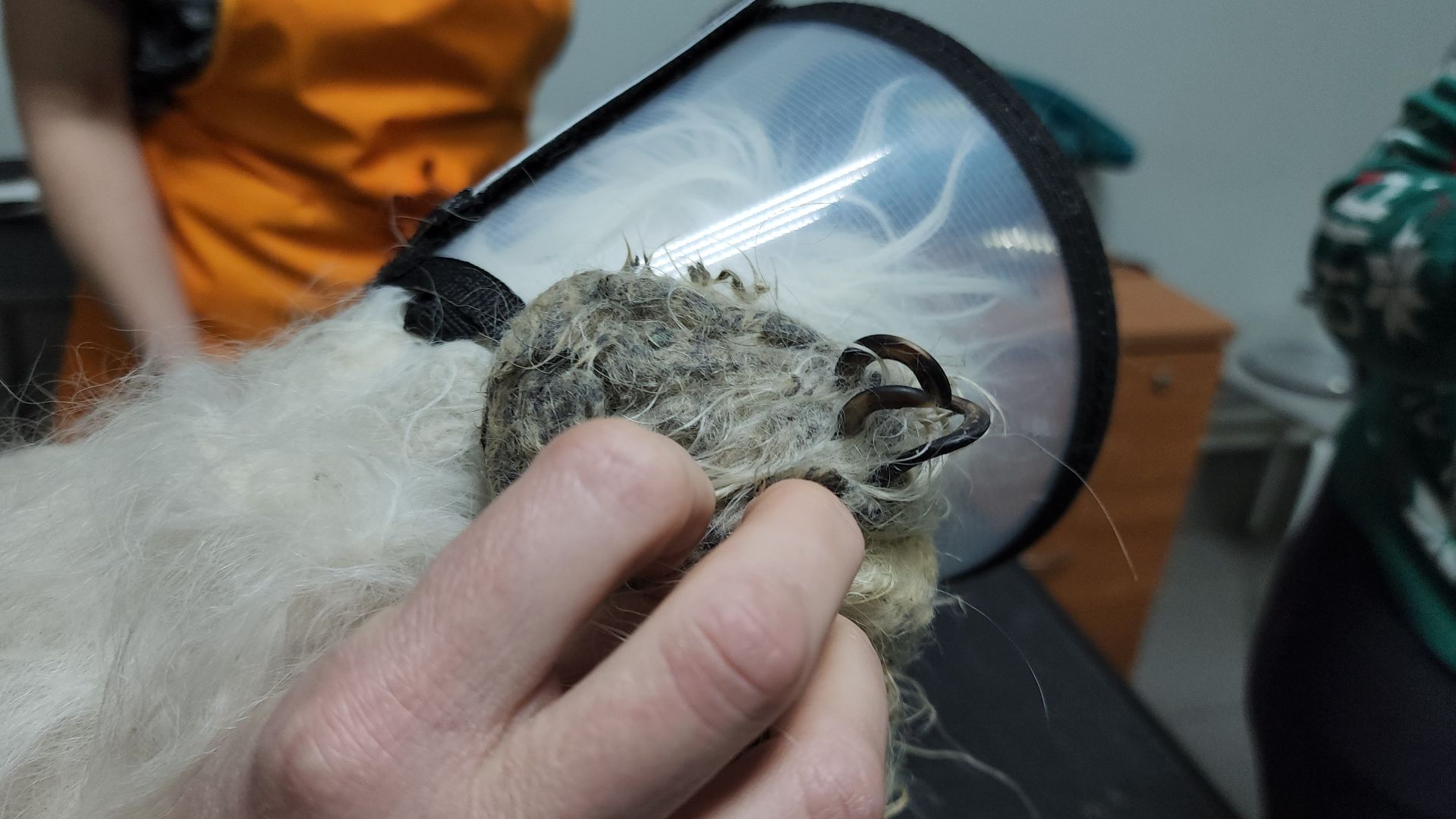 Подольск, собака, сахарок, зоозащитник,