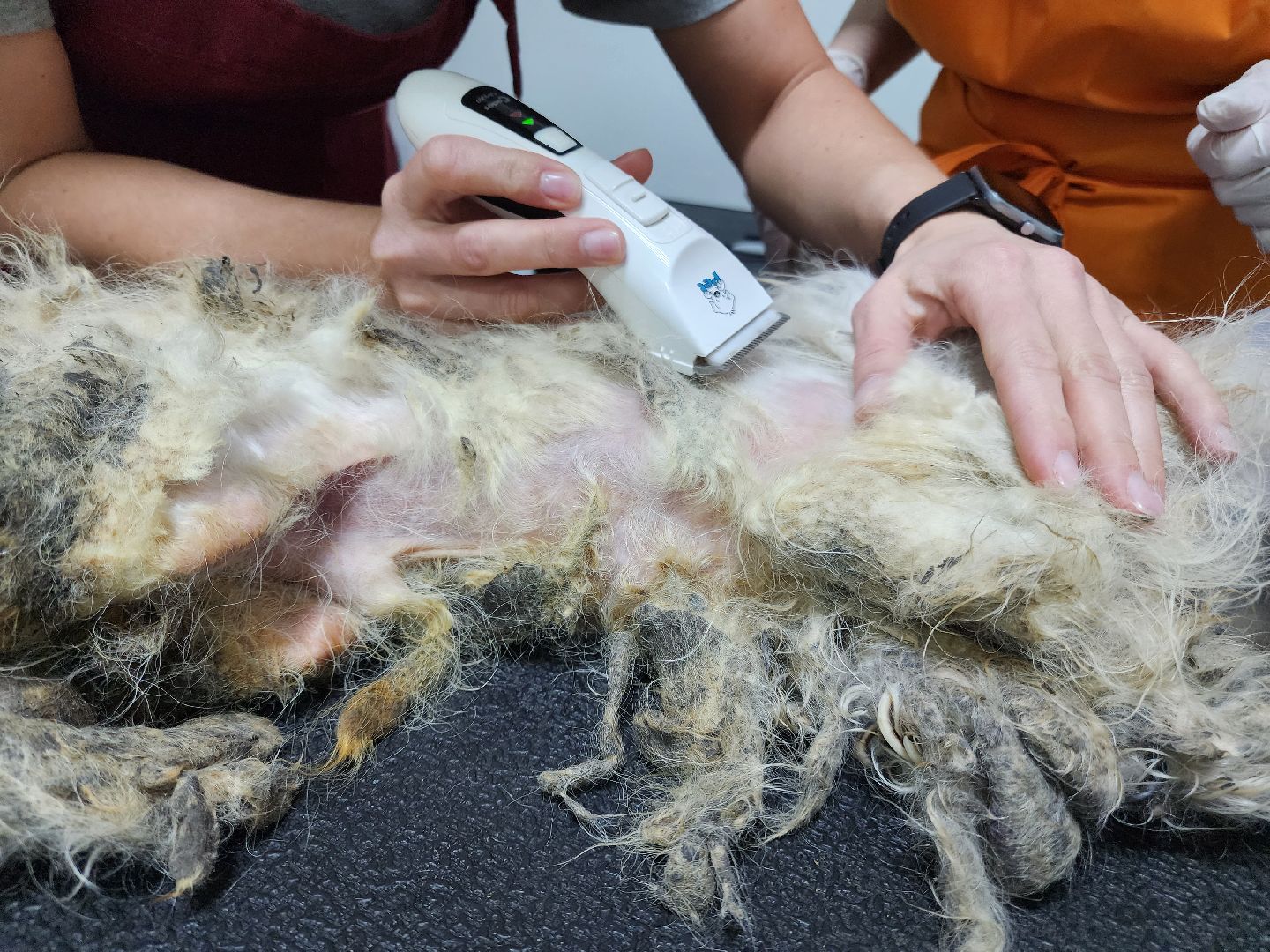 Подольск, собака, сахарок, зоозащитник,