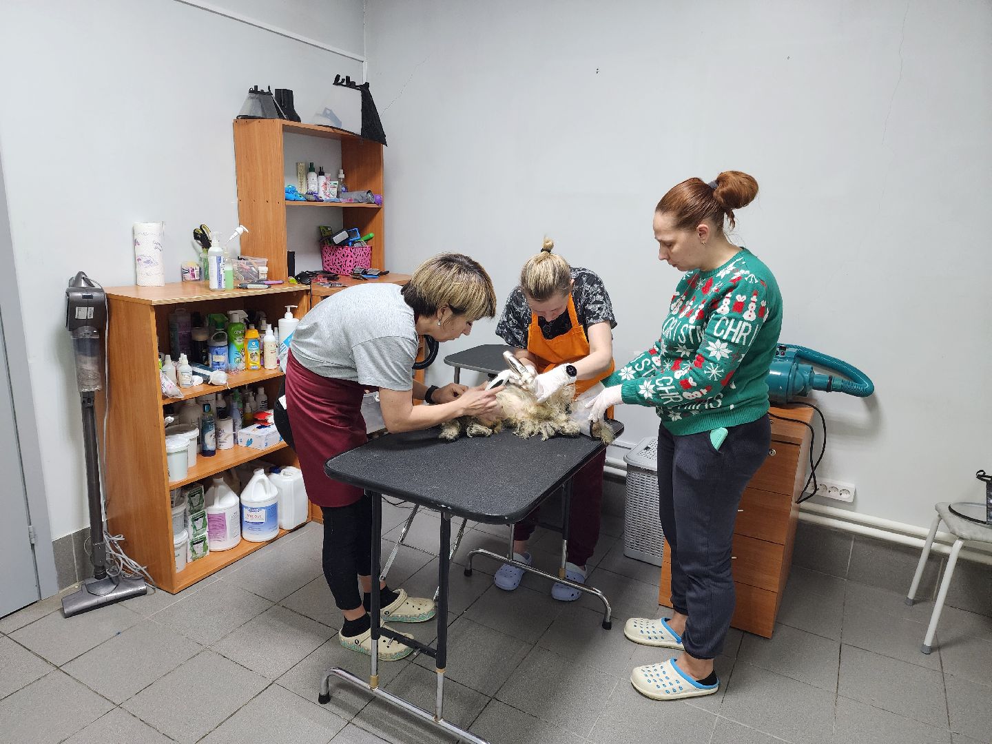 Подольск, собака, сахарок, зоозащитник,