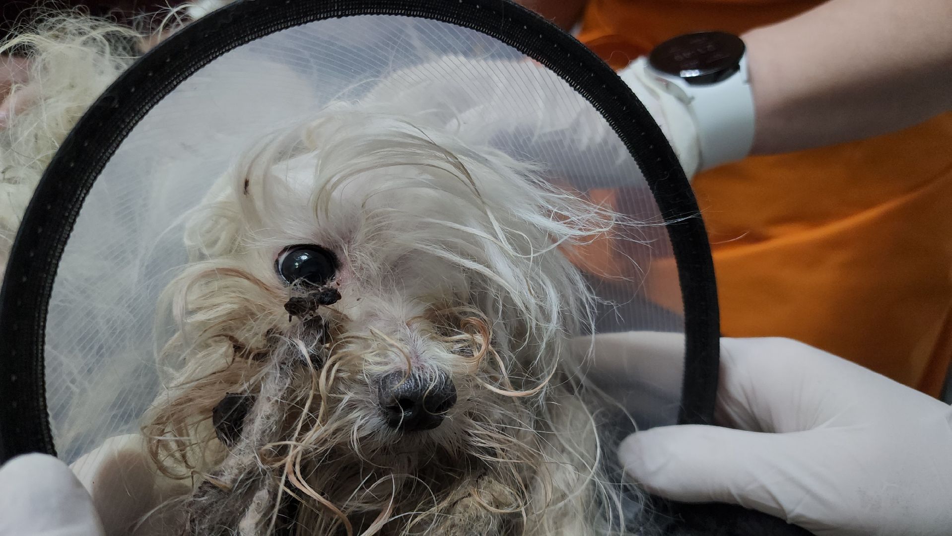 Подольск, собака, сахарок, зоозащитник,