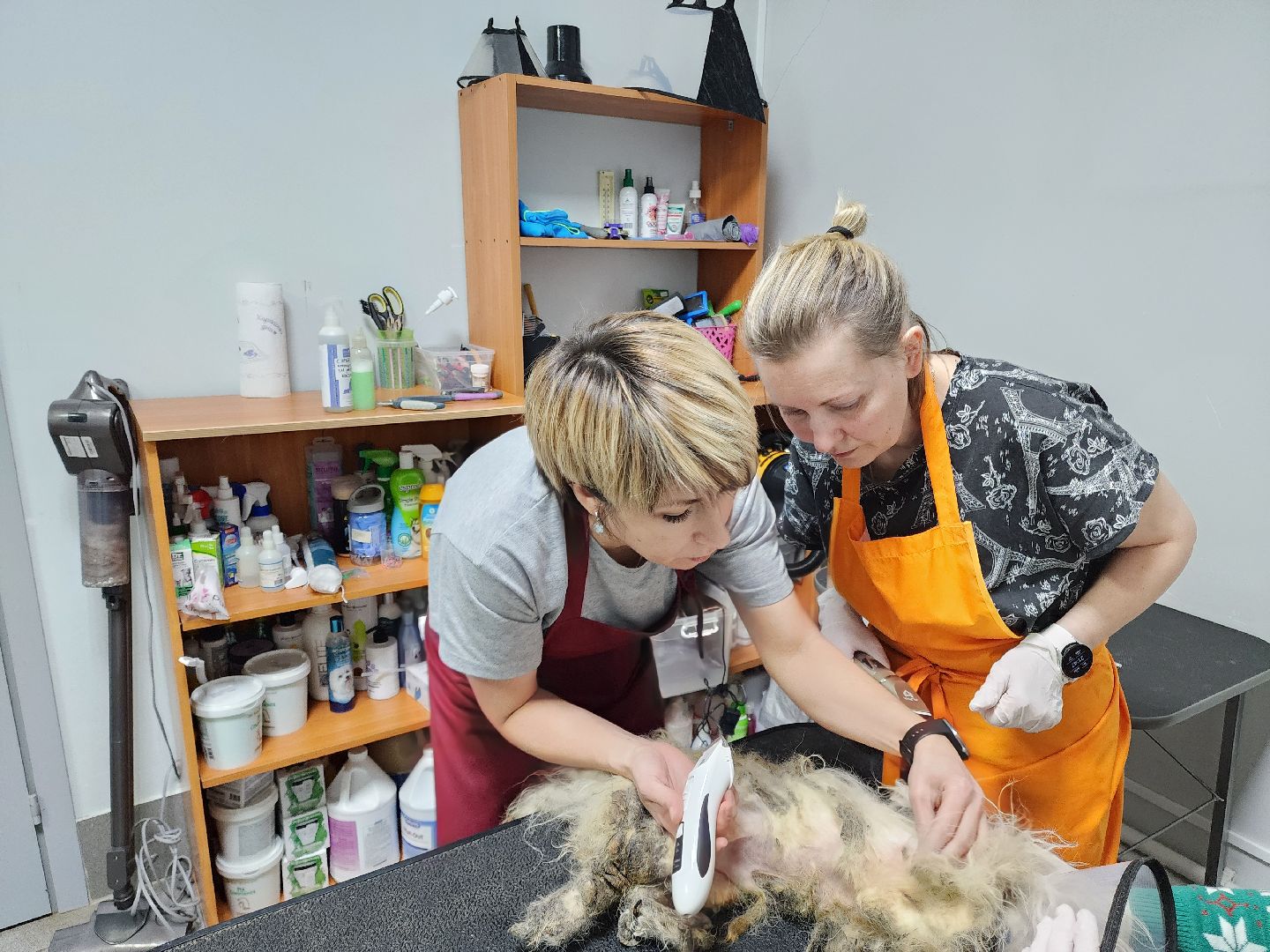 Подольск, собака, сахарок, зоозащитник,