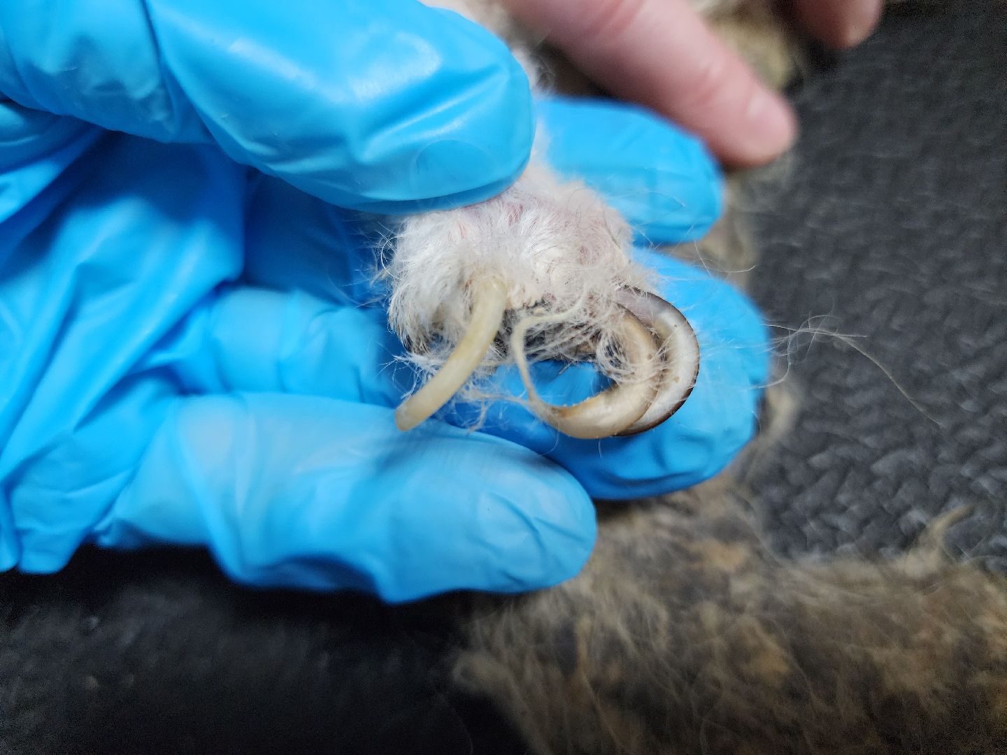 Подольск, собака, сахарок, зоозащитник,