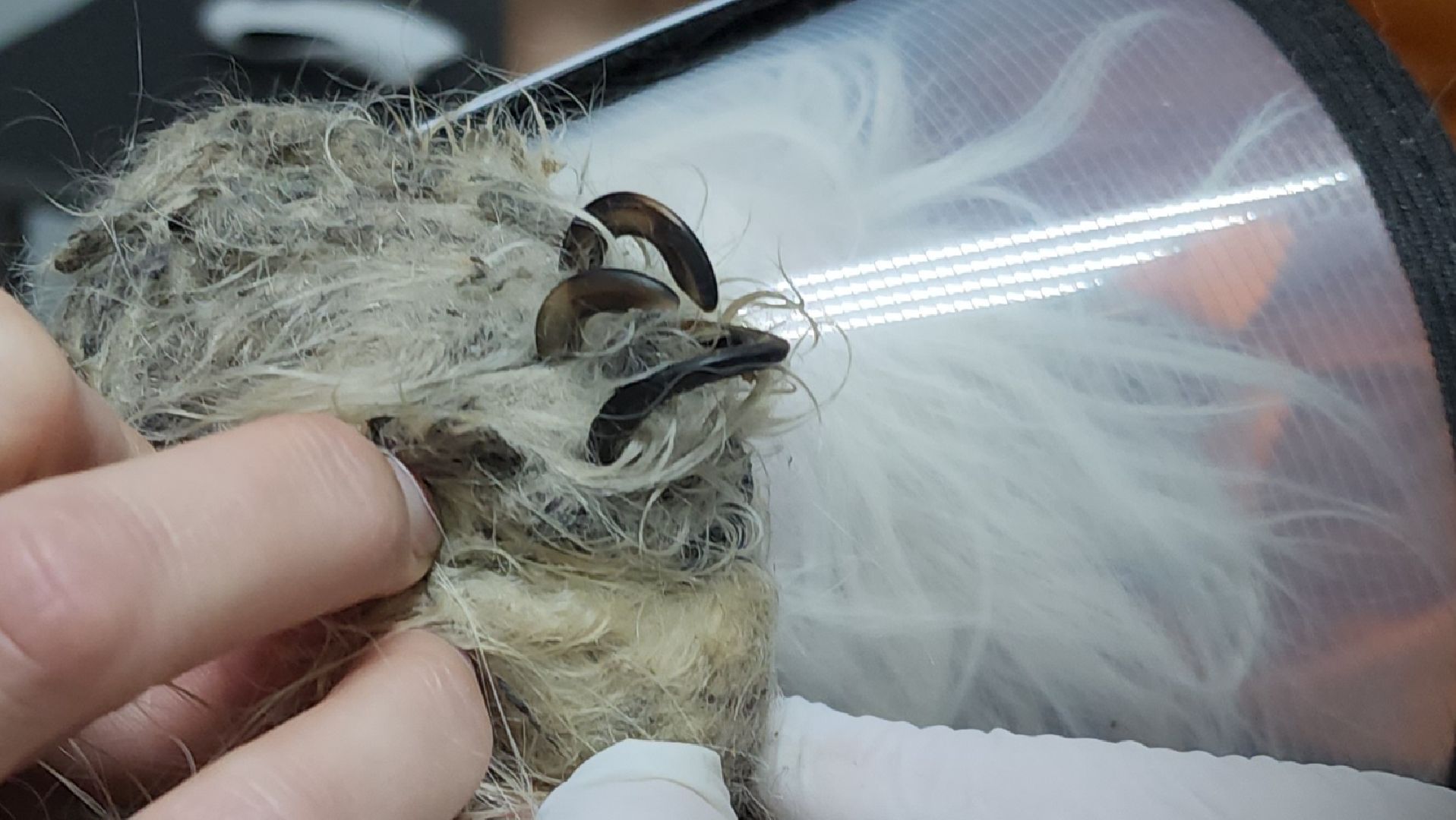 Подольск, собака, сахарок, зоозащитник,