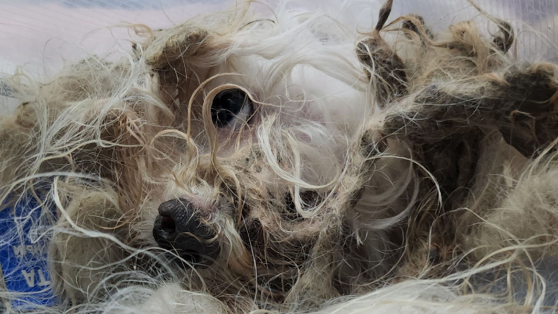 Подольск, собака, сахарок, зоозащитник,