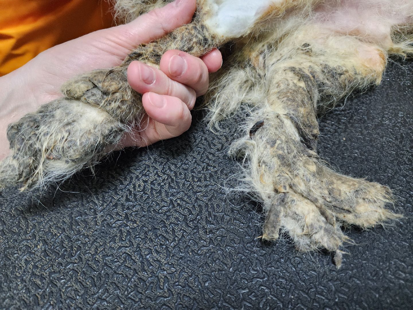 Подольск, собака, сахарок, зоозащитник,