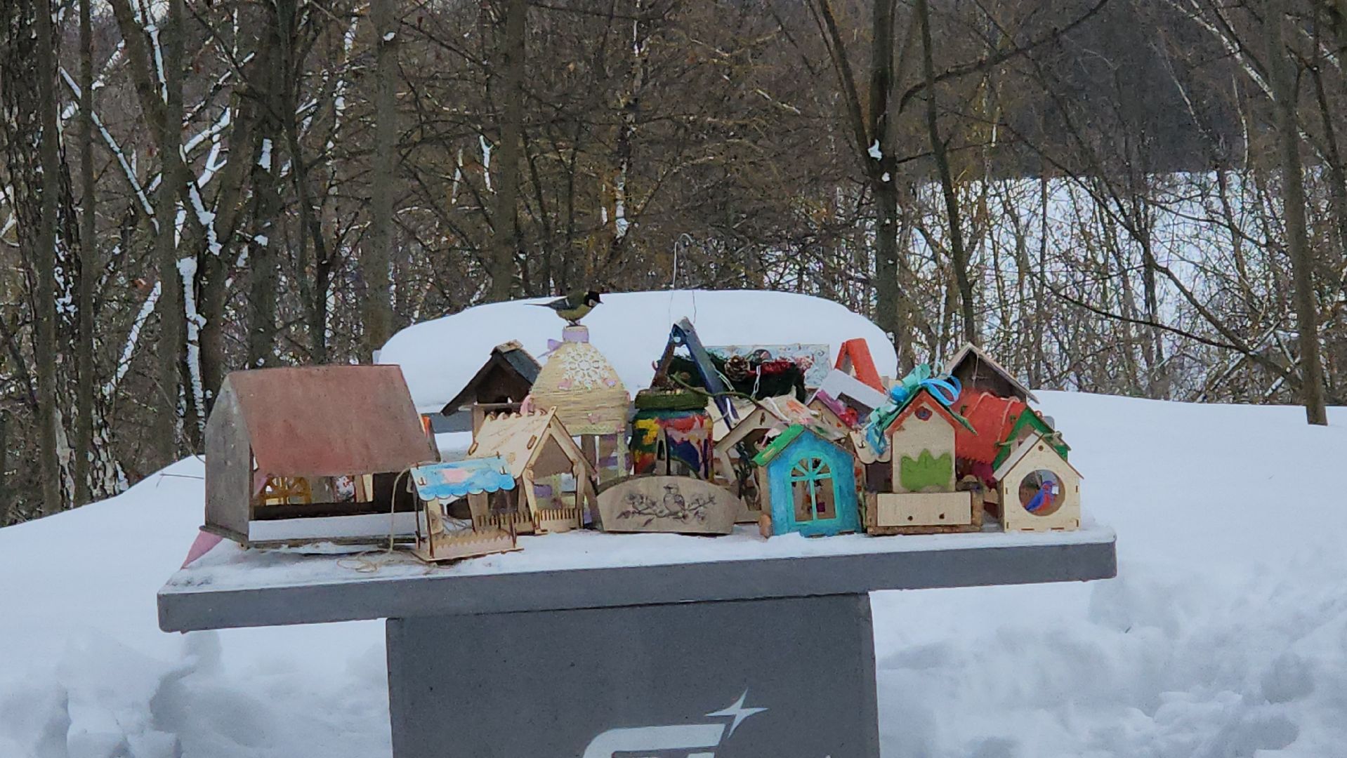 покормите птиц зимой, экологическая акция, Лосино-Петровский,