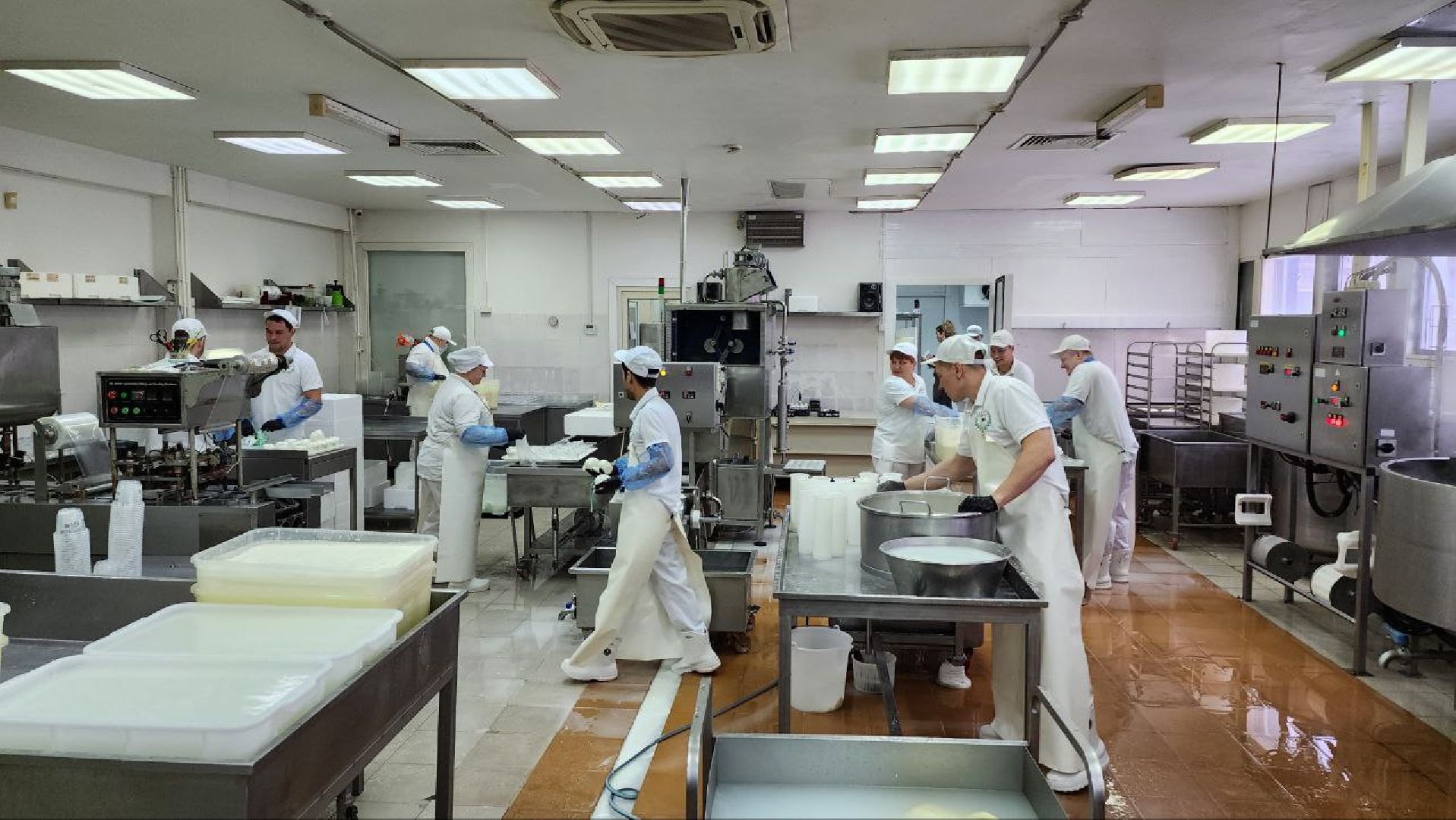 люберцы, сыроварня, субсидии,