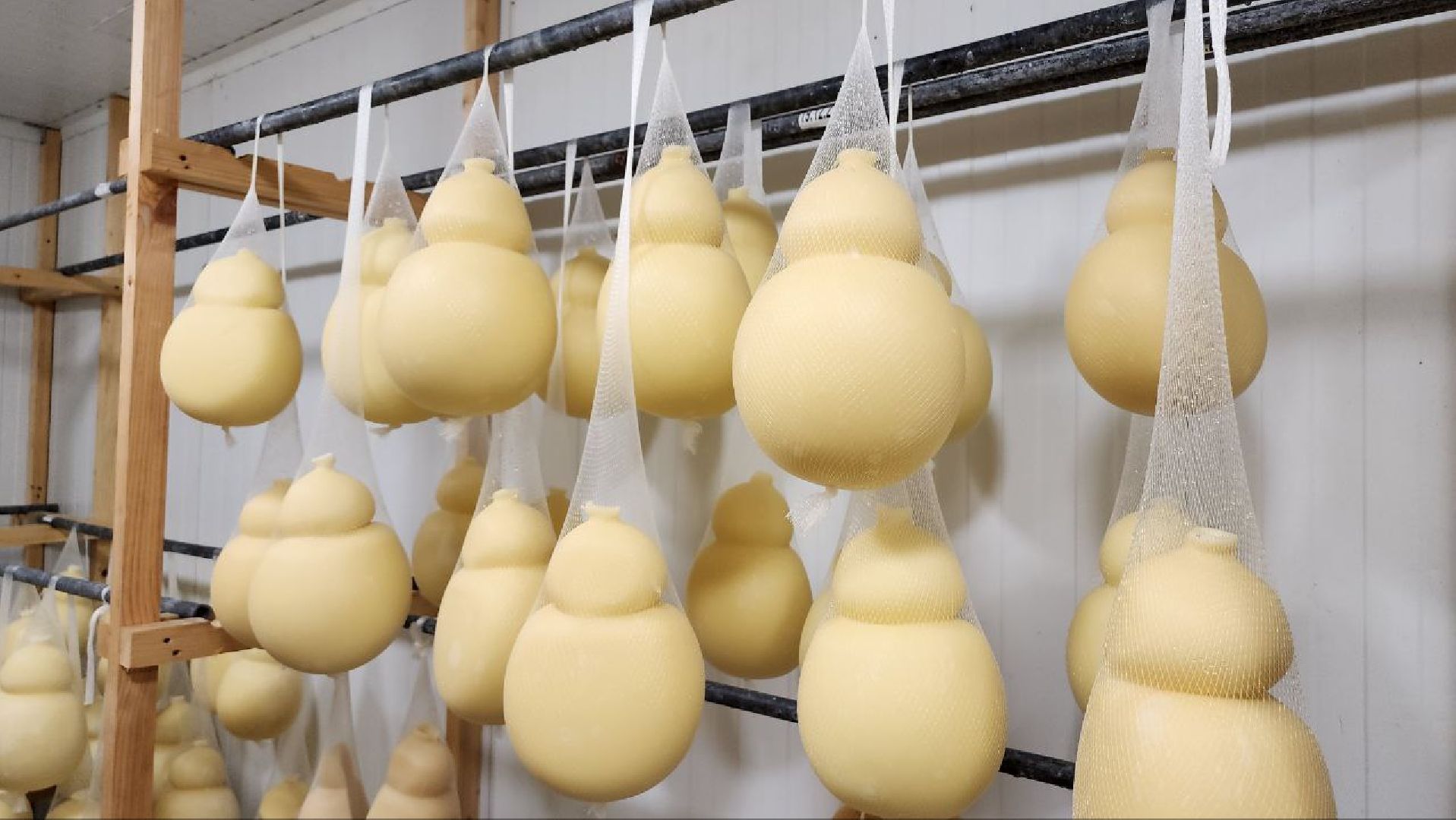 люберцы, сыроварня, субсидии,