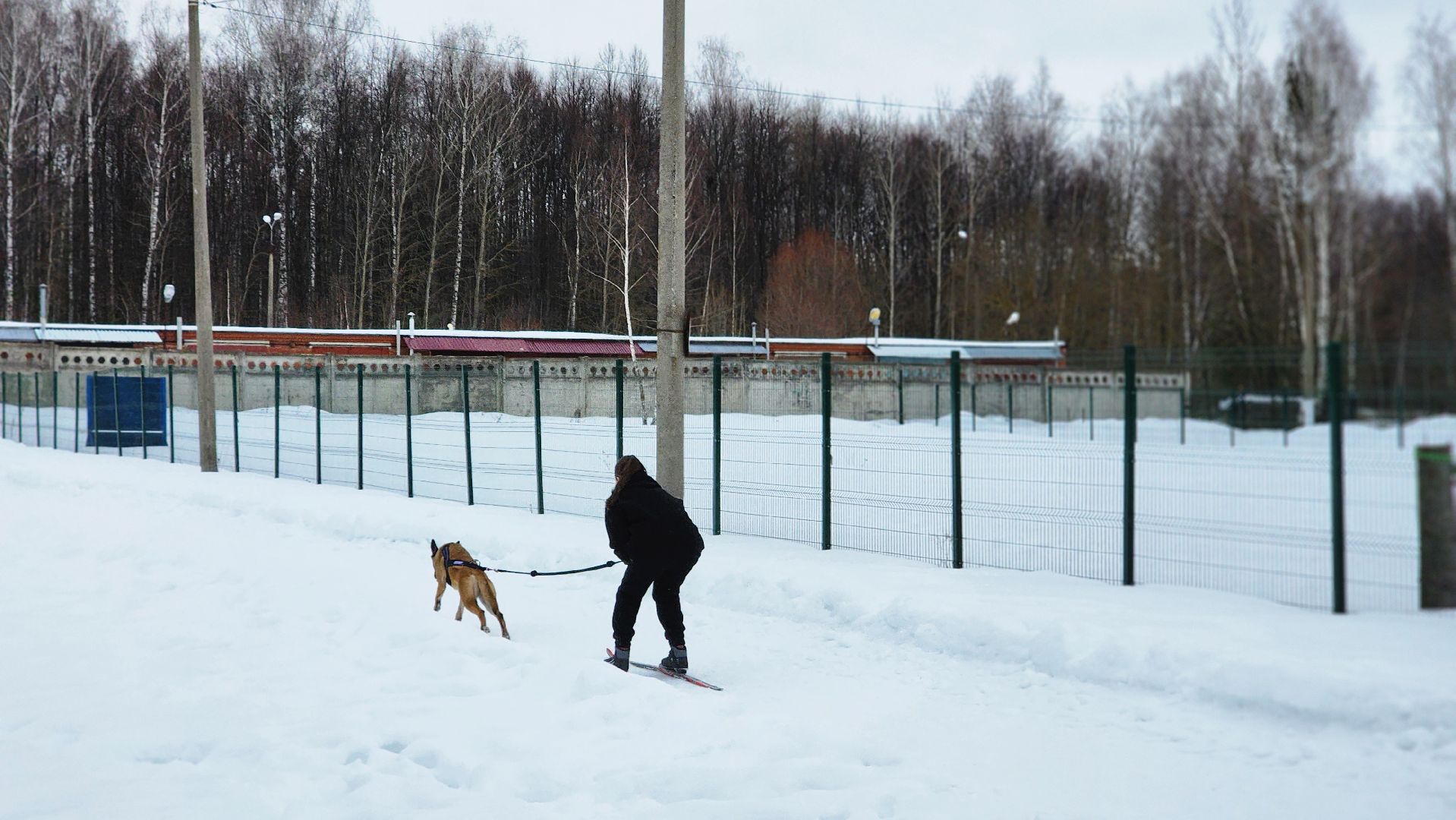 протвино, кинологи, губернский колледж, образование, образование подмосковья,