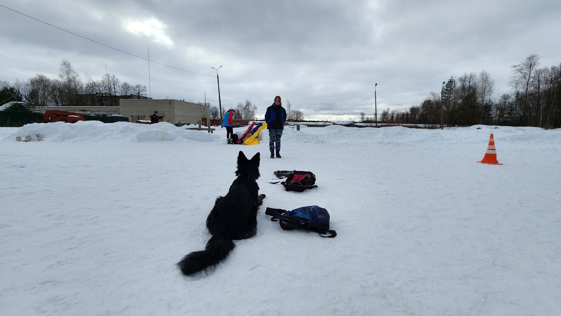 протвино, кинологи, губернский колледж, образование, образование подмосковья,