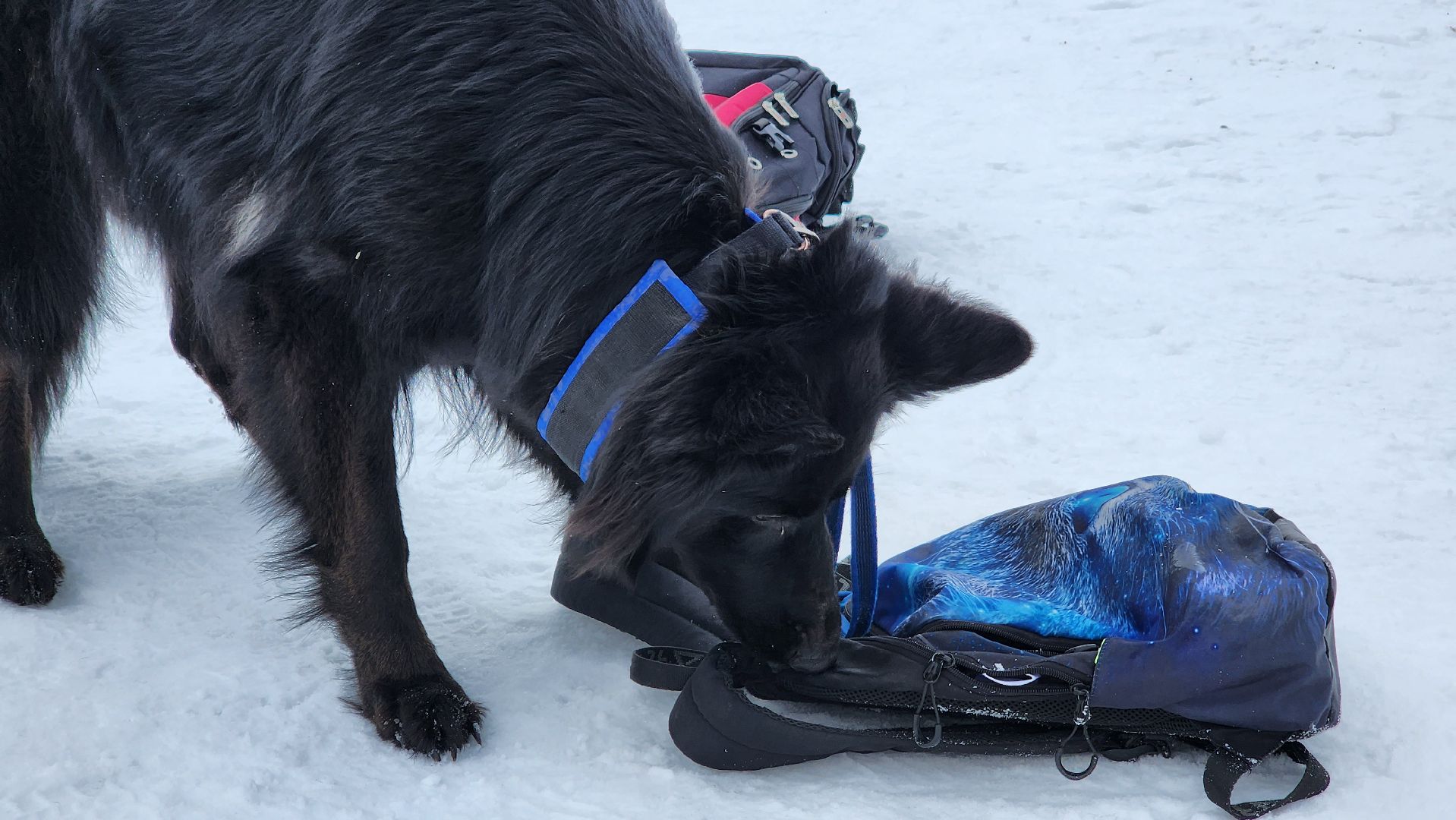 протвино, кинологи, губернский колледж, образование, образование подмосковья,