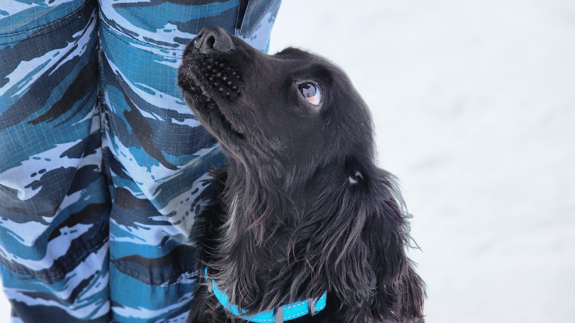 протвино, кинологи, губернский колледж, образование, образование подмосковья,