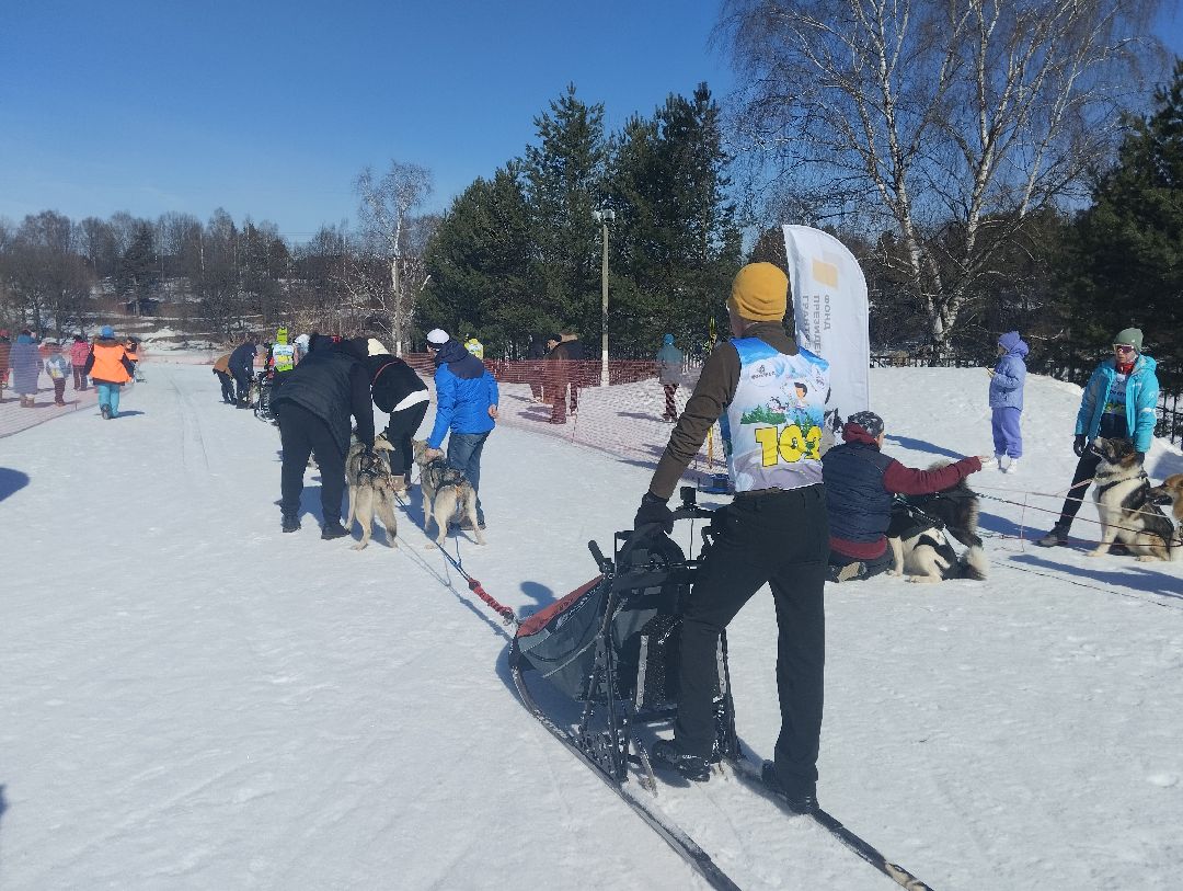 ездовой спорт, собаки