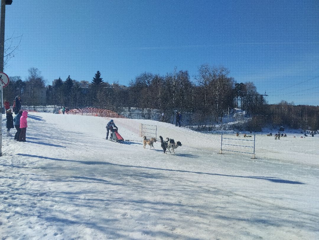 ездовой спорт, собаки
