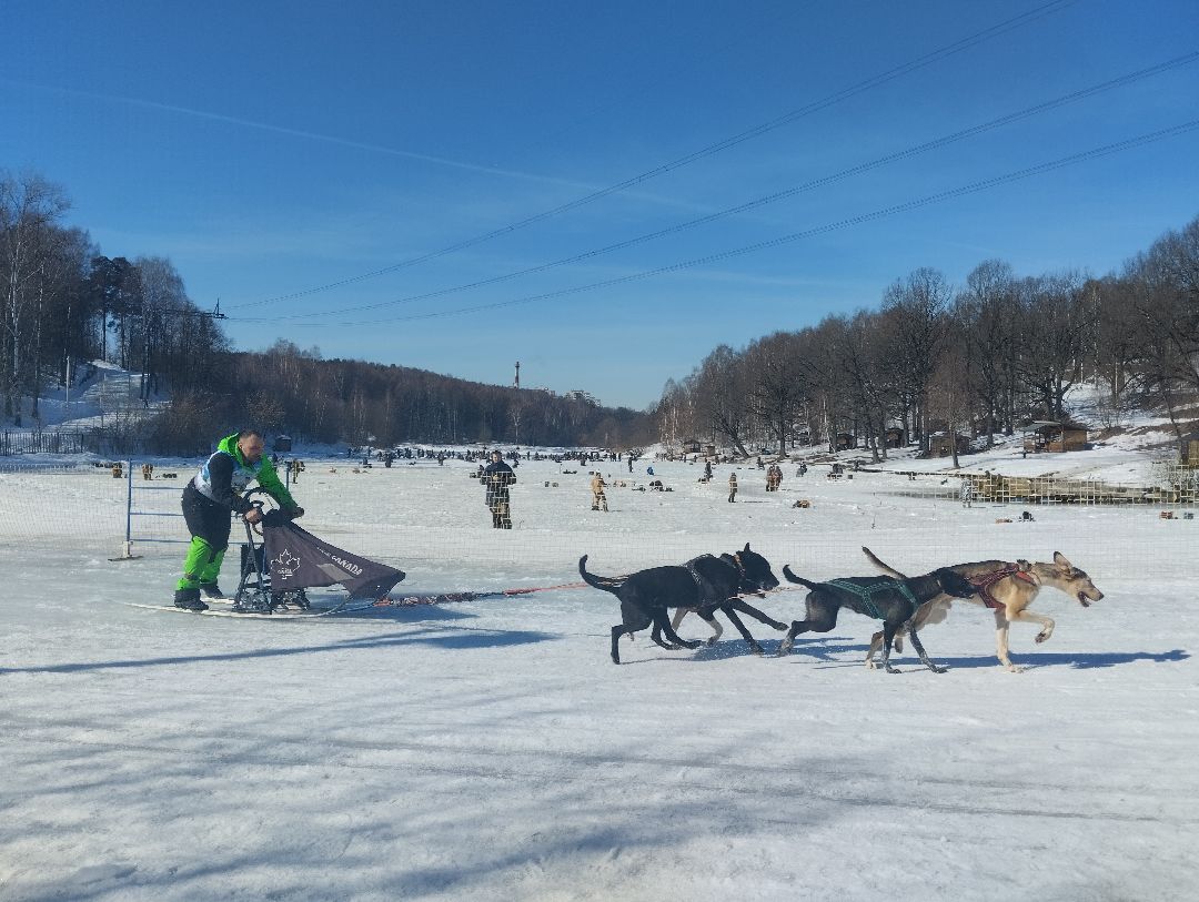 ездовой спорт, собаки
