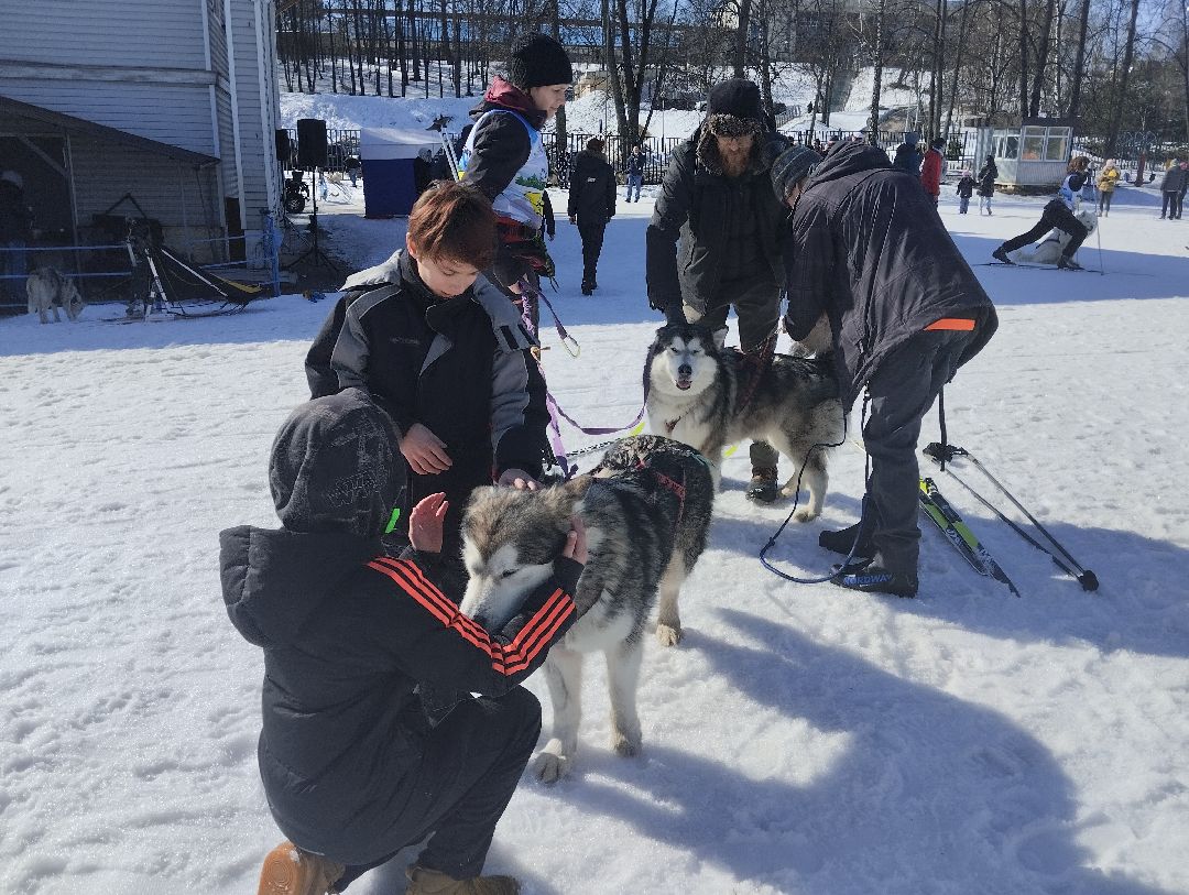 ездовой спорт, собаки