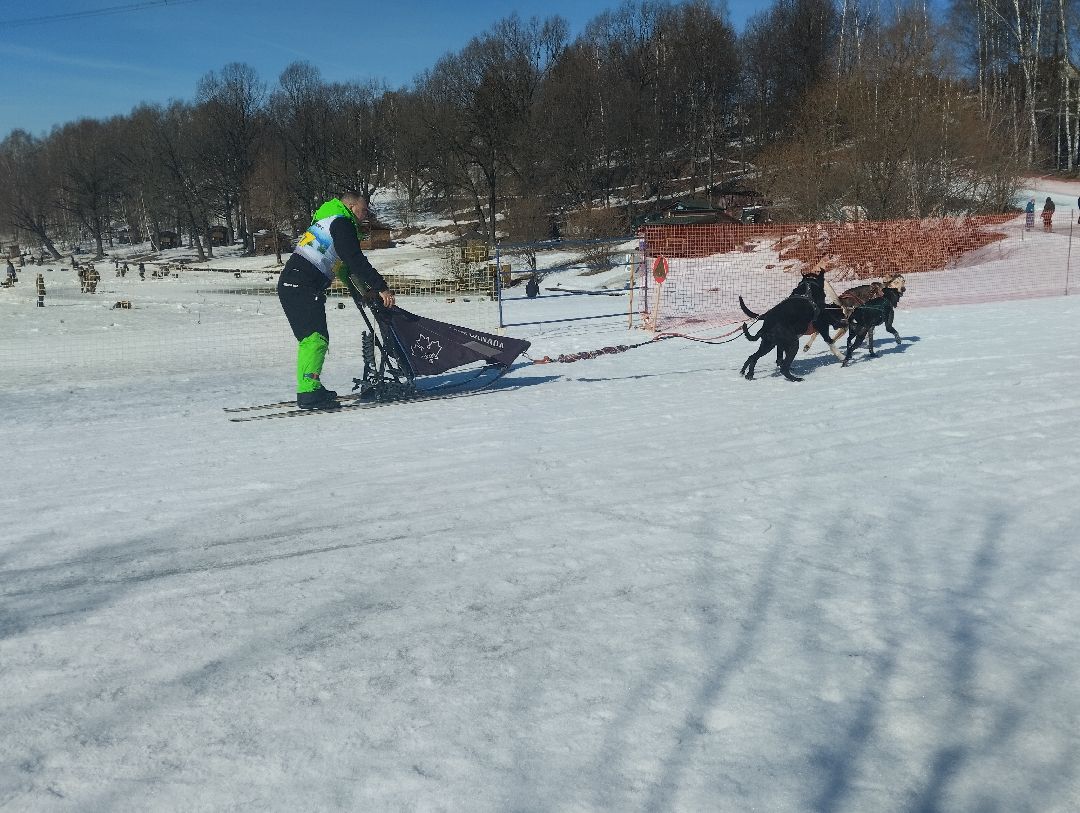 ездовой спорт, собаки