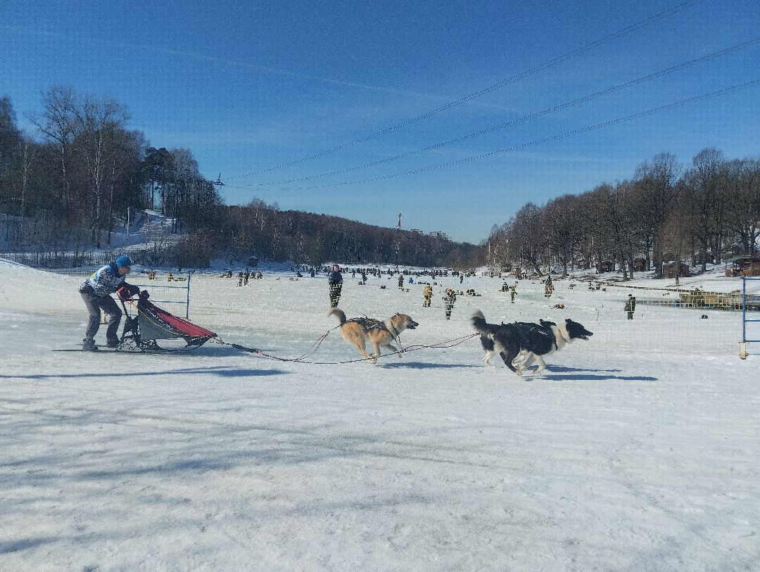 ездовой спорт, собаки