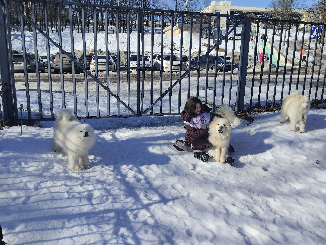 ездовой спорт, собаки