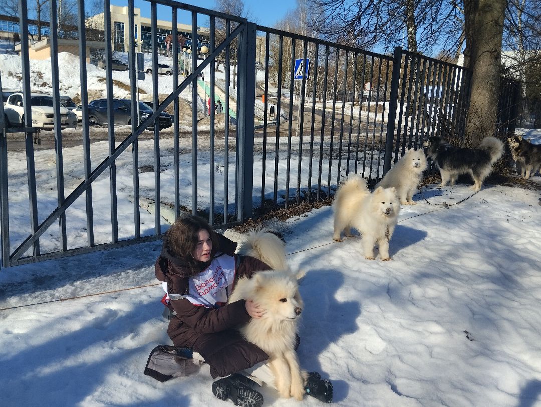 ездовой спорт, собаки