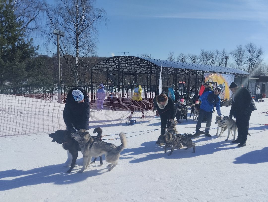 ездовой спорт, собаки