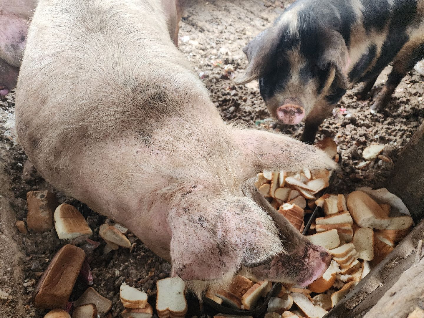 Серпухов, Подмосковье, ферма, свиньи, мусор,