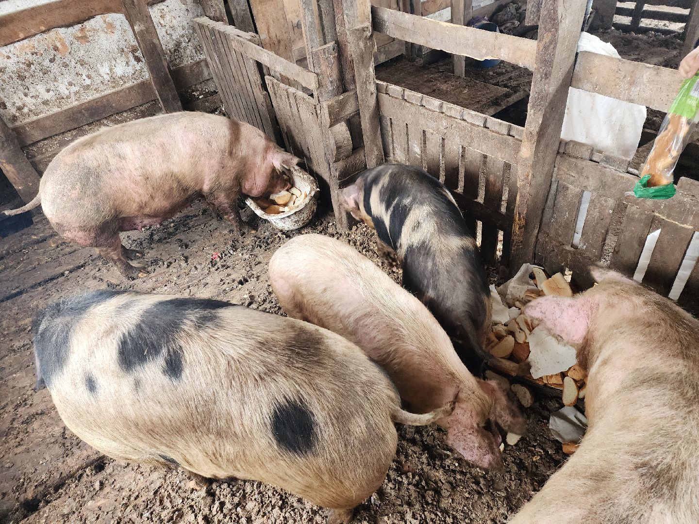 Серпухов, Подмосковье, ферма, свиньи, мусор,