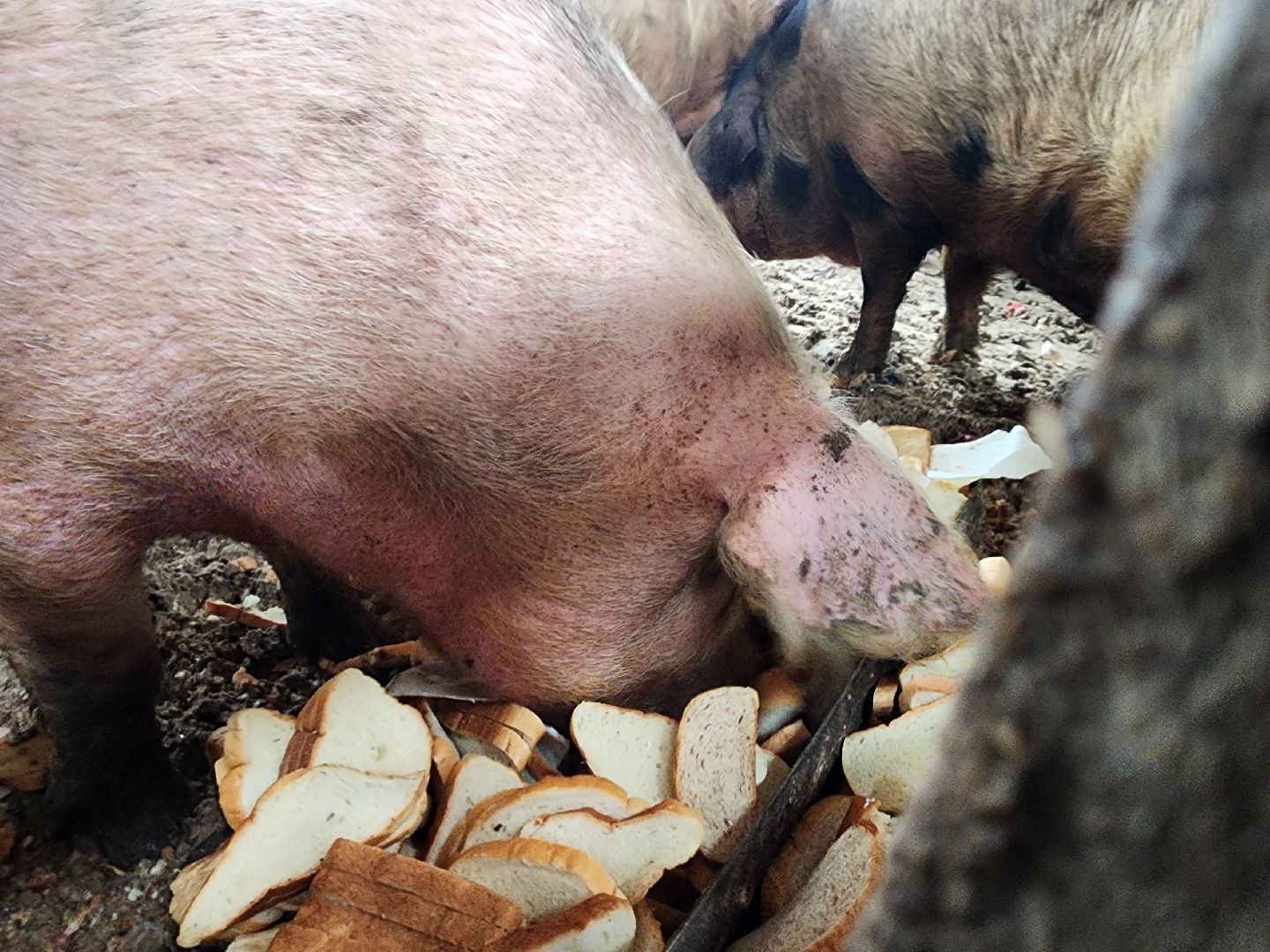 Серпухов, Подмосковье, ферма, свиньи, мусор,