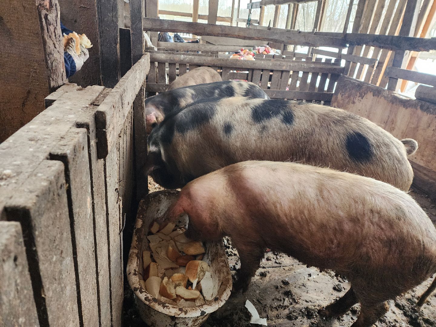 Серпухов, Подмосковье, ферма, свиньи, мусор,