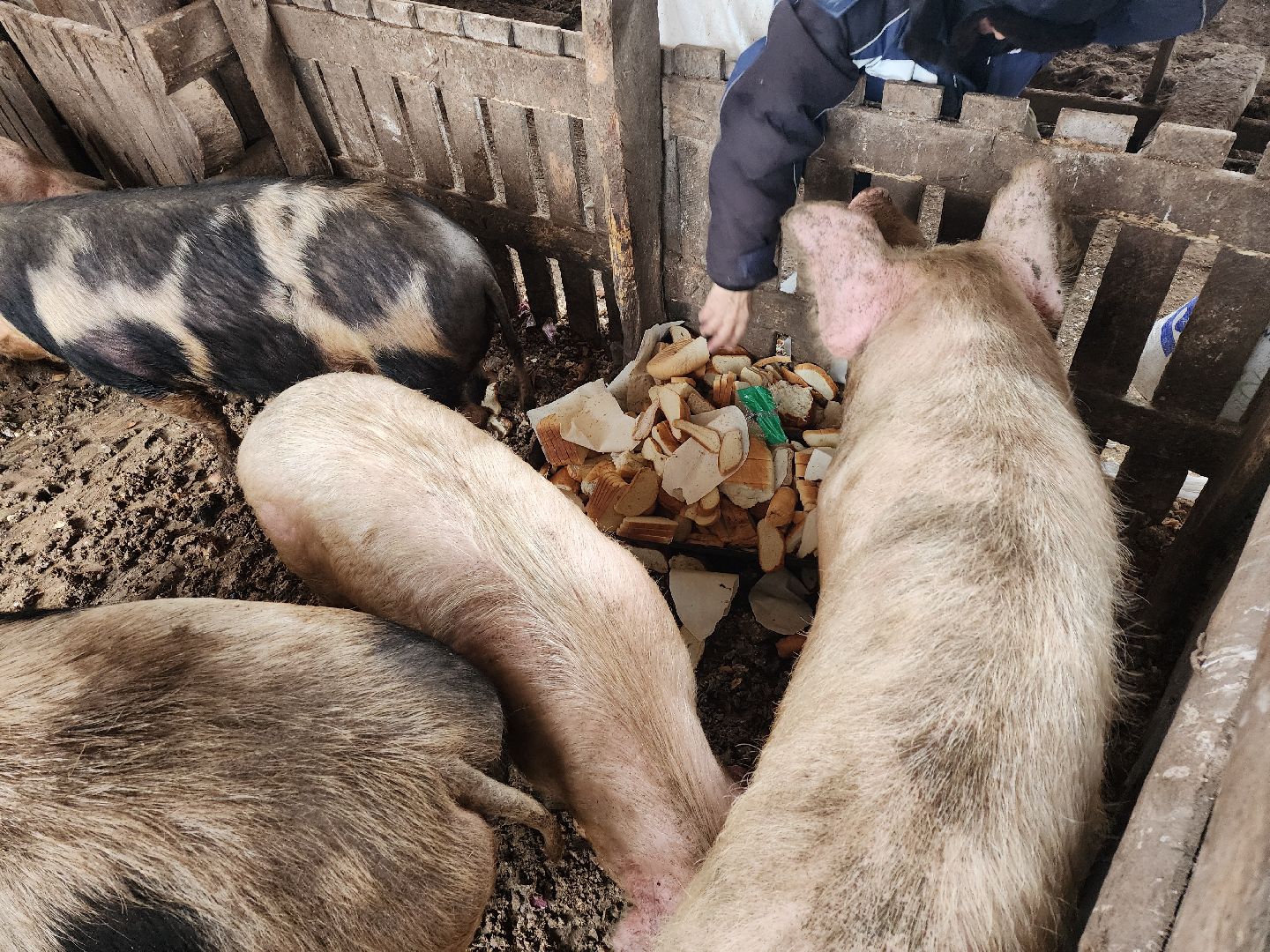 Серпухов, Подмосковье, ферма, свиньи, мусор,